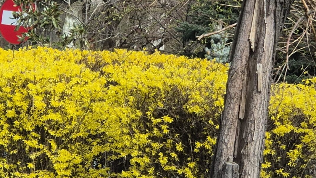 Prognoza meteo pentru 20 martie 2025, Administrația Națională de Meteorologie (ANM) anunță o creștere a temperaturilor în România. Maximele vor varia între 8 și 12 grade Celsius în cursul zilei, iar minimele vor fi între -7 și 4 grade, cu valori mai scăzute în depresiuni.