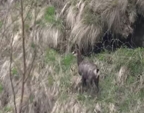 Imagini splendide cu o capră neagră și un ied, filmate în Parcul Național Retezat Au fost surprinse imagini splendide cu o capră neagră și un ied în Parcul Național Retezat. Aceste imagini oferă o privire rară asupra unei familii de capre negre în habitatul lor natural.