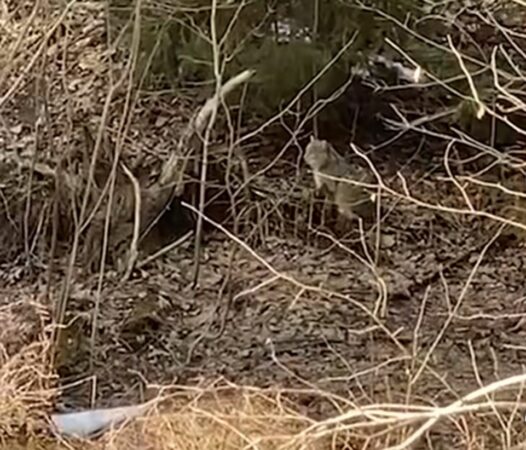 Primăvara aduce momente unice în păduri: O pisică sălbatică surprinsă în habitatul său natural Primăvara în pădurile din Suceava aduce o surpriză rară: o pisică sălbatică a fost filmată în timpul vânătorii sale nocturne. Silvicultorul Ionel Moroșanu, în cadrul Direcției Silvice Suceava, a reușit să surprindă această felină solitară, un adevărat simbol al biodiversității din regiunile montane ale județului.