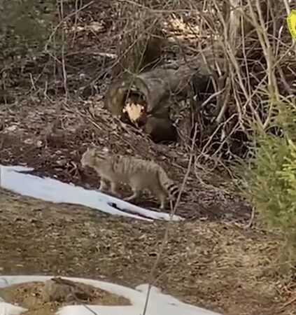 Primăvara în pădurile din Suceava aduce o surpriză rară: o pisică sălbatică a fost filmată în timpul vânătorii sale nocturne. Silvicultorul Ionel Moroșanu, în cadrul Direcției Silvice Suceava, a reușit să surprindă această felină solitară, un adevărat simbol al biodiversității din regiunile montane ale județului.