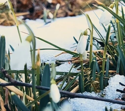 Vestitorii primăverii în pădurile montane din România Vestitorii primăverii în pădurile montane din România. În ciuda stratului de omăt încă prezent în pădurile din județul Bacău, primăvara începe să își facă simțită prezența