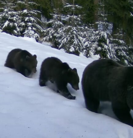 Imagini spectaculoase în Parcul Natural Bucegi: O ursoaică și cei doi pui ai săi, surprinși pe cărările încă acoperite de zăpadă Imagini spectaculoase în Parcul Natural Bucegi, unde o ursoaică și cei doi pui ai săi au fost văzuți plimbându-se pe cărările montane acoperite de zăpadă.