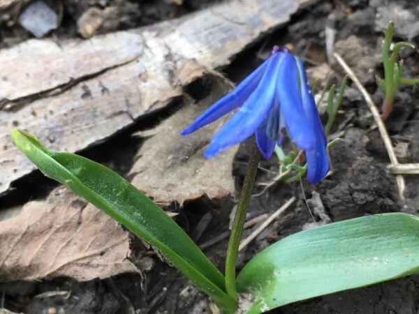 NU ESTE DE BINE: Val de aer tropical puternic în România NU ESTE DE BINE: Val de aer tropical puternic în România, în perioada 10-15 martie 2025, se așteaptă un val de aer tropical care va aduce temperaturi extrem de ridicate
