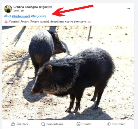 Confuzie amuzantă la Zoo Târgoviște: Grădina Zoologică pentru câteva minute a devenit locul perfect pentru înot O postare recentă pe pagina oficială a Grădinii Zoologice Târgoviște a generat un val de amuzament și confuzie printre internauți. În loc să încurajeze vizitatorii să vină să vadă animalele,