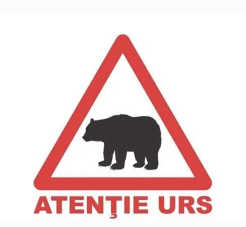 ALERTĂ URS în Răzvad! În această dimineață, în jurul orei 06:40, un urs a fost semnalat în zona Gura Leului – Gura Văii,