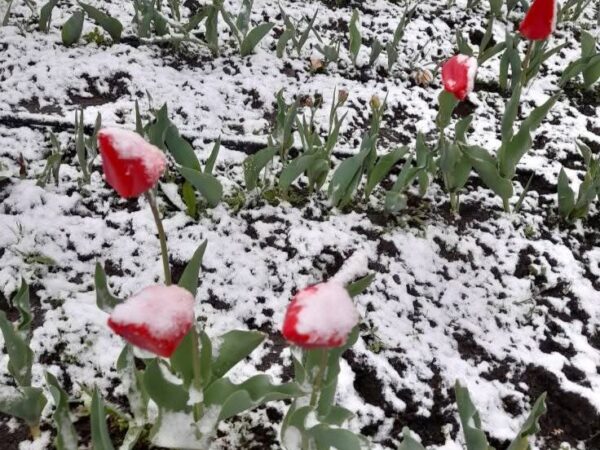 Atenționare METEO: Pericol de îngheț pentru pomii fructiferi și alte plante în nopțile ce urmează Atenționare METEO: Pericol de îngheț pentru pomii fructiferi și alte plante.