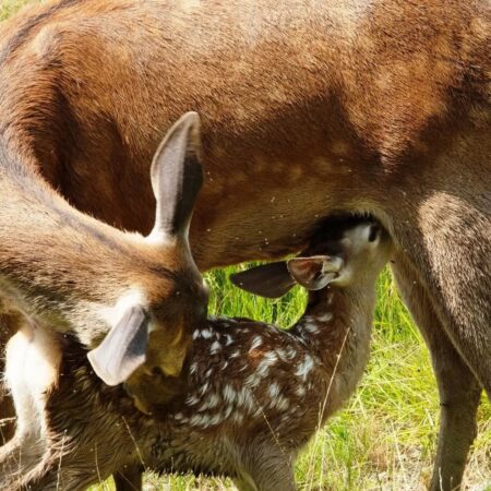 În data de 12 aprilie, la ora 15:00, Cinema Independența din Târgoviște va găzdui o proiecție specială a îndrăgitului film Bambi