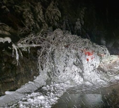 Copaci doborâți de vânt și ninsoare: Intervenții ale autorităților pentru asigurarea traficului Copaci doborâți de vânt și ninsoare: Intervenții ale autorităților pentru asigurarea traficului în județul Neamț