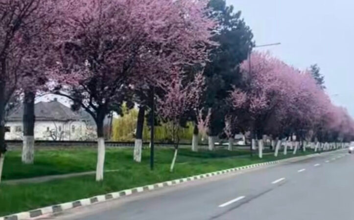 Corcodușii ornamentali sunt în floare, un paradis roz cu parfum îmbietor Corcodușii ornamentali sunt în floare, un paradis roz cu parfum îmbietor. UNDE?. Primăvara își face simțită prezența în Râmnicu Vâlcea printr-un adevărat spectacol de culoare și miro