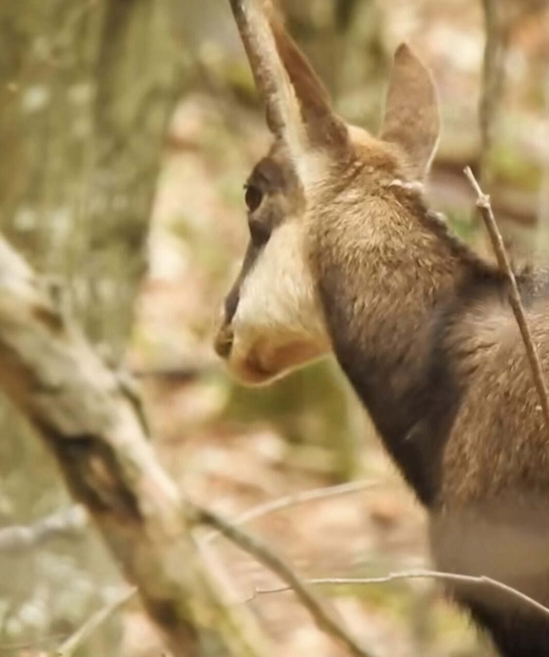 Întâlnire rară cu o capră neagră în pădurile Ocolului Silvic Teregova