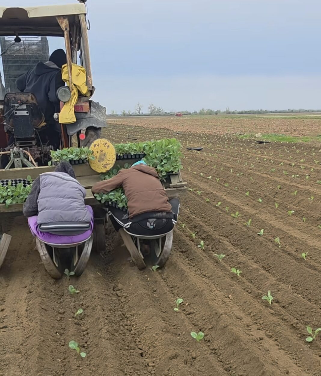 Legumicultorii renumiți din Lungulețu: Pasiune și tradiție în agricultura dâmbovițeană