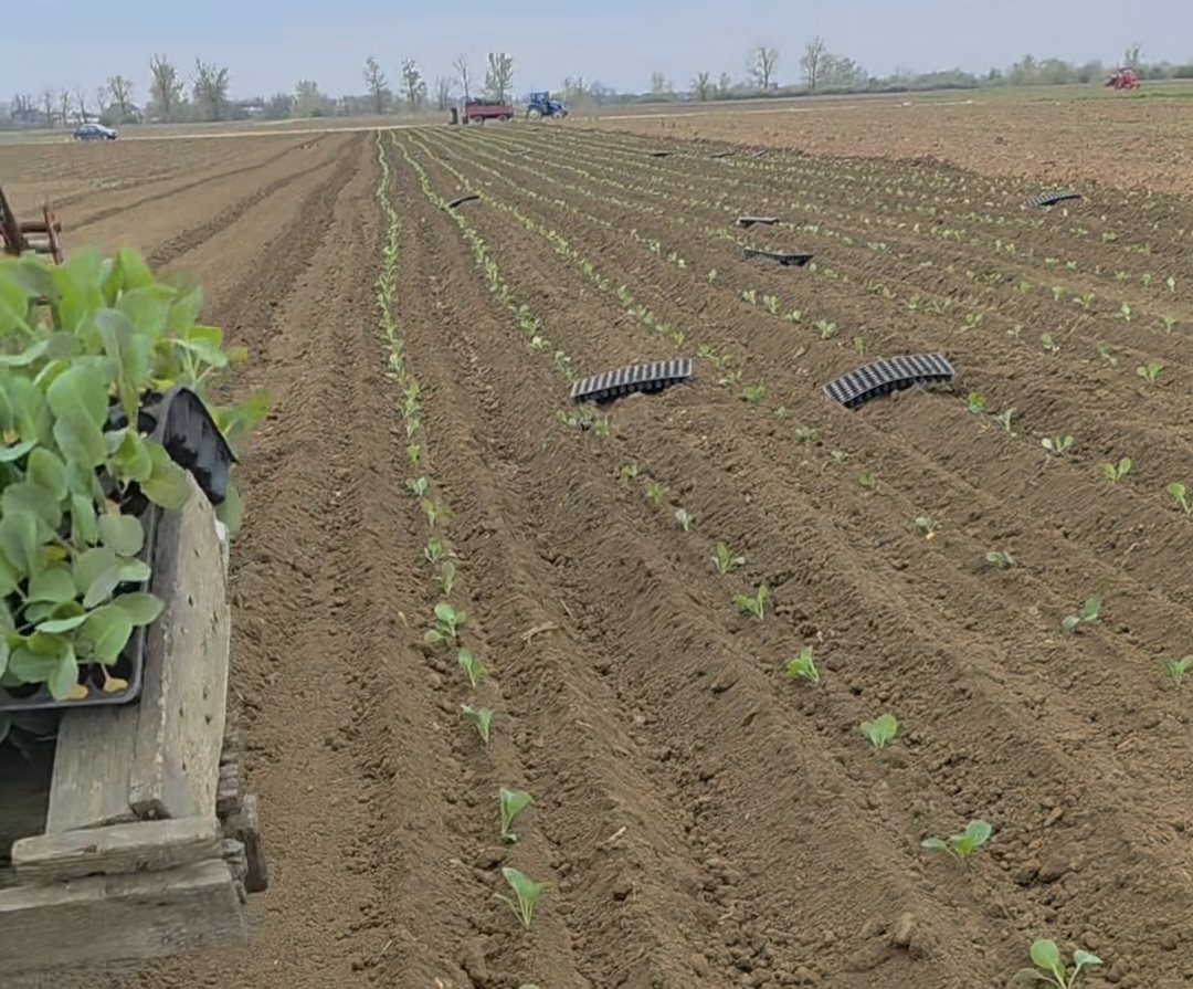 Legumicultorii renumiți din Lungulețu: Pasiune și tradiție în agricultura dâmbovițeană