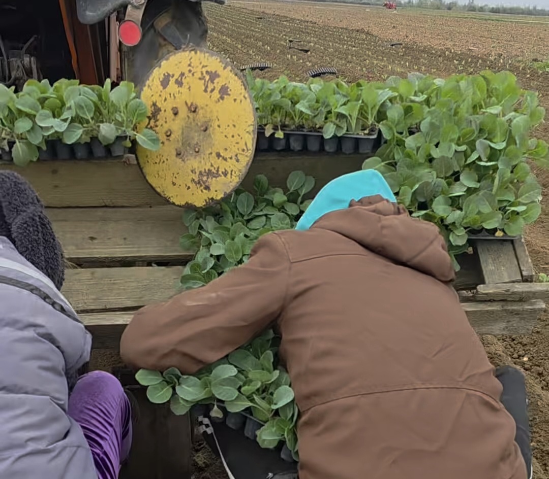 Legumicultorii renumiți din Lungulețu: Pasiune și tradiție în agricultura dâmbovițeană