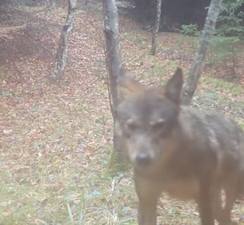 Lupi surprinși surprinși recent de camerele de monitorizare din Parcul Natural Putna-Vrancea, o zonă deosebit
