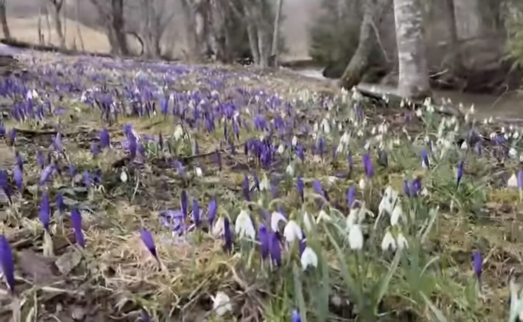 Imaginile zilei vin din inima Țării Dornelor, în pitoreasca localitate Poiana Stampei din județul Suceava, primăvara aduce cu sine un peisaj de vi
