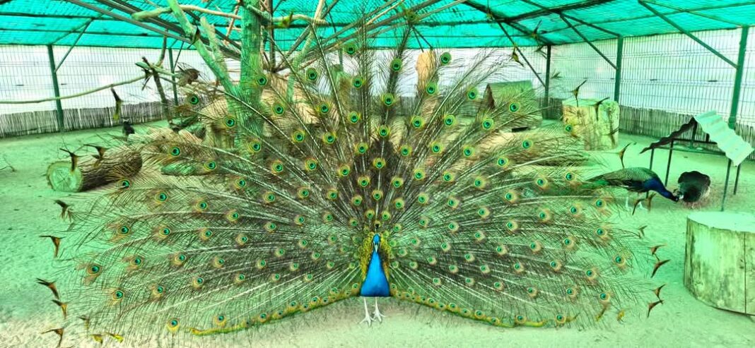 Păunul, vedeta înaripată a Grădinii Zoologice din Târgoviște!