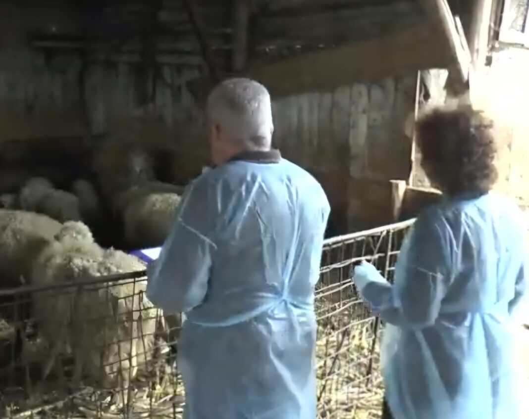 Recensământul animalelor din județul Dâmbovița, începând cu 31 martie 2025, Direcția Sanitar-Veterinară și pentru Siguranța Alimentelor (DSVSA) Dâmbovița