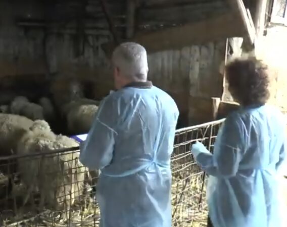 Recensământul animalelor din județul Dâmbovița, începând cu 31 martie 2025, Direcția Sanitar-Veterinară și pentru Siguranța Alimentelor (DSVSA) Dâmbovița