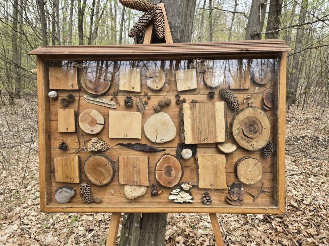 Un proiect educativ deosebit în inima naturii: Traseul tematic „Stejarul de 1000 de ani” 