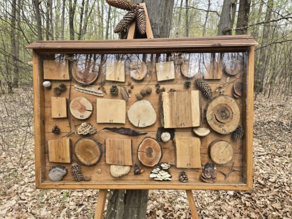 Un proiect educativ deosebit în inima naturii: Traseul tematic „Stejarul de 1000 de ani” – o lecție despre viață, răbdare și natură! Un proiect educativ deosebit în inima naturii: Traseul tematic „Stejarul de 1000 de ani”