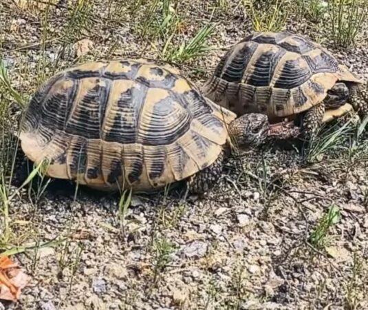 Țestoasele Hermann, emblema biodiversității din Parcul Natural Porțile de Fier, protejate cu ajutorul cercetătorilor Țestoasele Hermann, emblema biodiversității din Parcul Natural Porțile de Fier, protejate cu ajutorul cercetătorilor