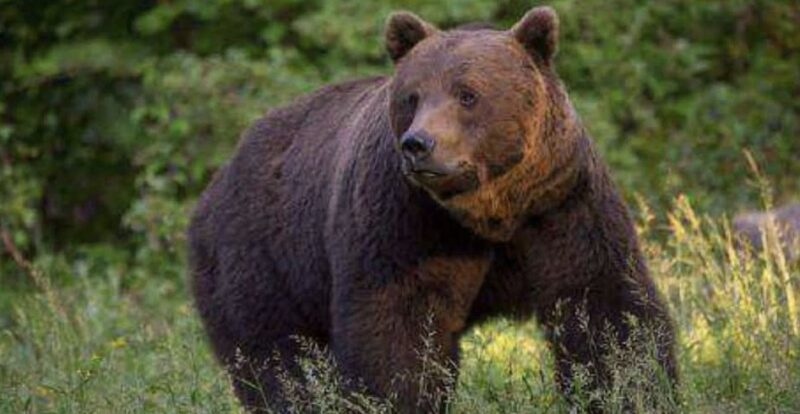 ALERTĂ: URS văzut la doar 3 km de Târgoviște, la Colanu ALERTĂ: URS văzut la doar 3 km de Târgoviște, la Colanu