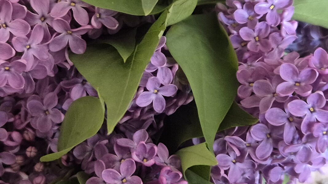 ATENTIE! Vremea caldă de primăvară face o pauză: Schimbări semnificative în prognoza meteo