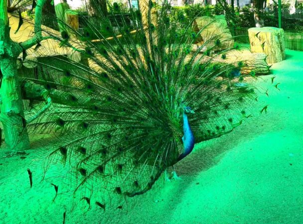 Luni, 21 aprilie 2025, Zoo Târgoviște își va întâmpina vizitatorii cu program normal, între orele 10:00 și 19:00