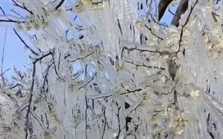 Fermierii din toată țara luptă cu gerul din aprilie pentru a-și salva livezile Fermierii din toată țara luptă cu gerul din aprilie pentru a-și salva livezile