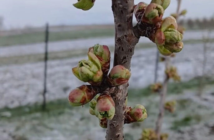 Astăzi, 9 aprilie 2025, temperaturi extrem de scăzute, toată țara s-a confruntat cu o dimineață extrem de friguroasă,