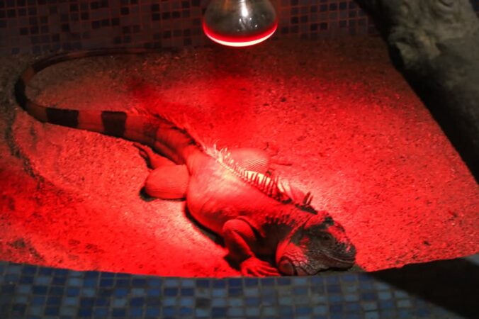 Explorare și educație la Zoo Târgoviște: Un colț de natură pentru toate vârstele