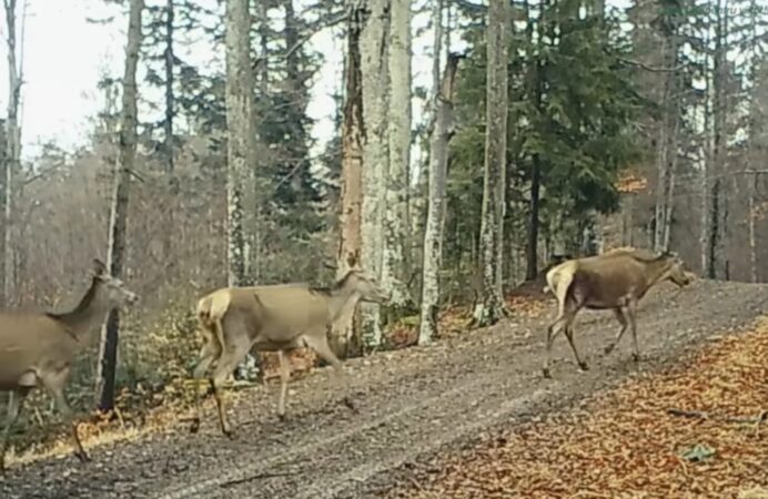 În Parcul Natural Bucegi: Fetele cochetele își fac apariția 