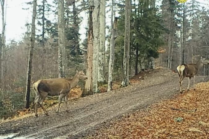 În Parcul Natural Bucegi: Fetele cochetele își fac apariția 