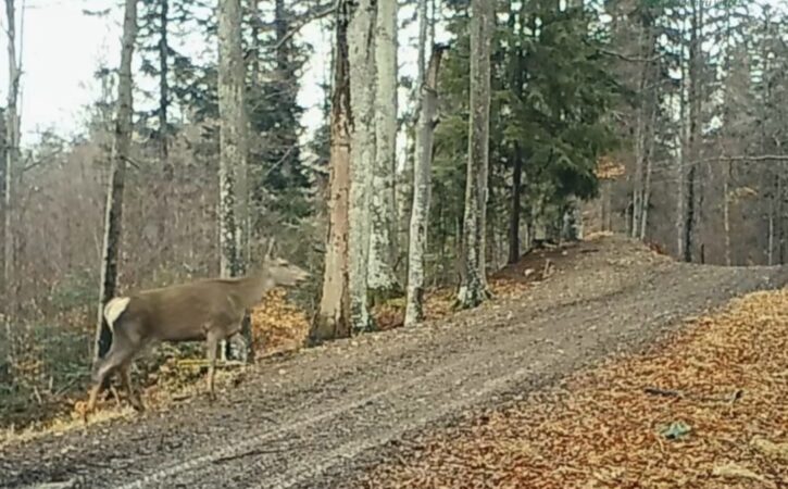 În Parcul Natural Bucegi: Fetele cochetele își fac apariția 
