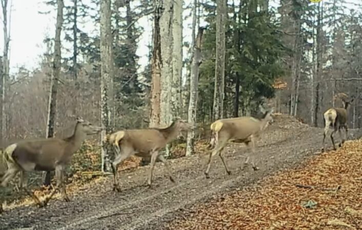 În Parcul Natural Bucegi: Fetele cochetele își fac apariția 