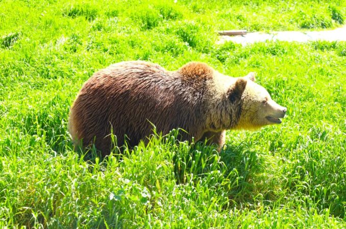 Grădina Zoologică din Târgoviște, destinația perfectă Grădina Zoologică din Târgoviște, destinația perfectă