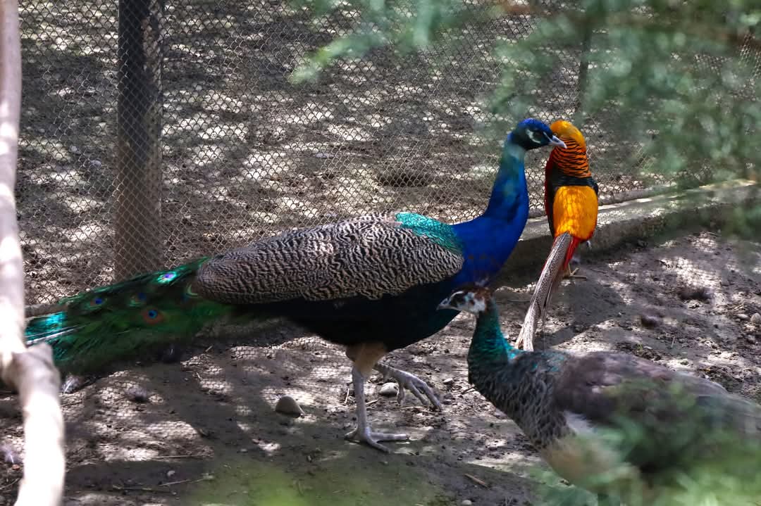 Grădina Zoologică din Târgoviște rămâne una dintre marile atracții ale orașului