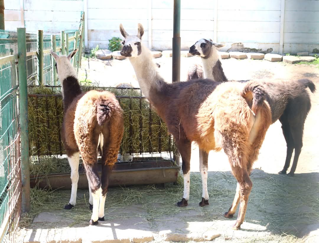 Grădina Zoologică din Târgoviște, destinația perfectă
