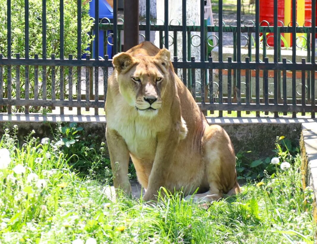 Grădina Zoologică din Târgoviște rămâne una dintre marile atracții ale orașului