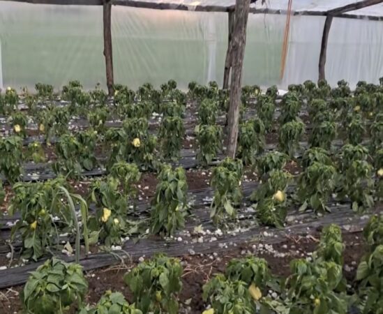 Dezastru: Grindină de mari dimensiuni, solarii distruse, recolte compromise