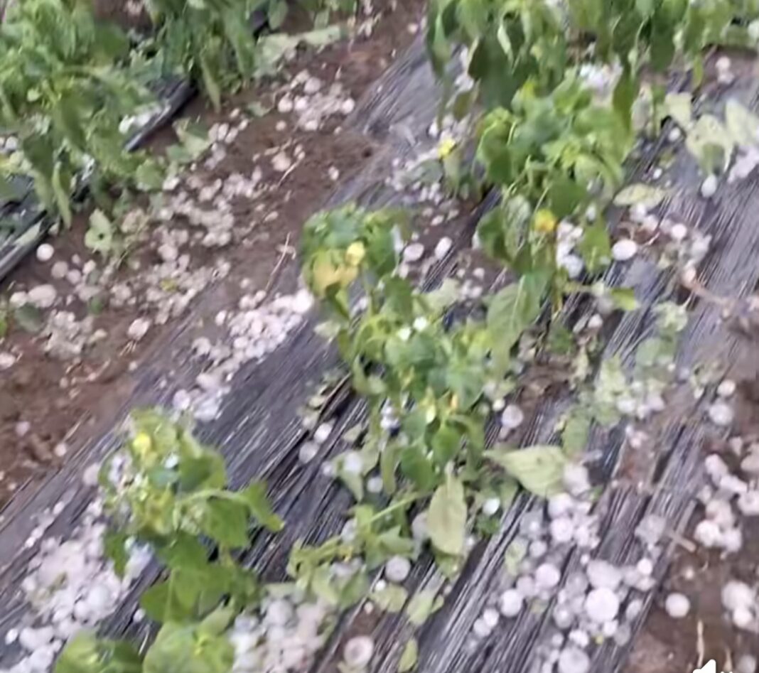 Dezastru: Grindină de mari dimensiuni, solarii distruse, recolte compromise