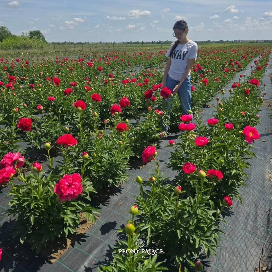Magia bujorilor la Peony Palace: Două zile de vis printre bujori, la Mărginenii de Sus, comuna Dărmănești, județul Dâmbovița