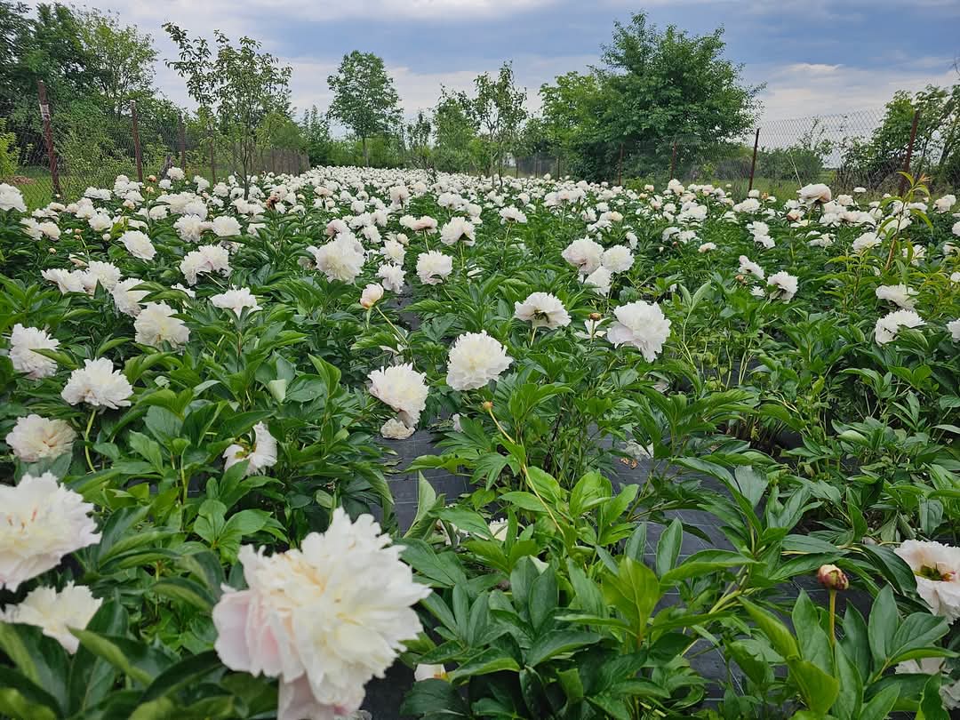Magia bujorilor la Peony Palace: Două zile de vis printre bujori, la Mărginenii de Sus, comuna Dărmănești, județul Dâmbovița