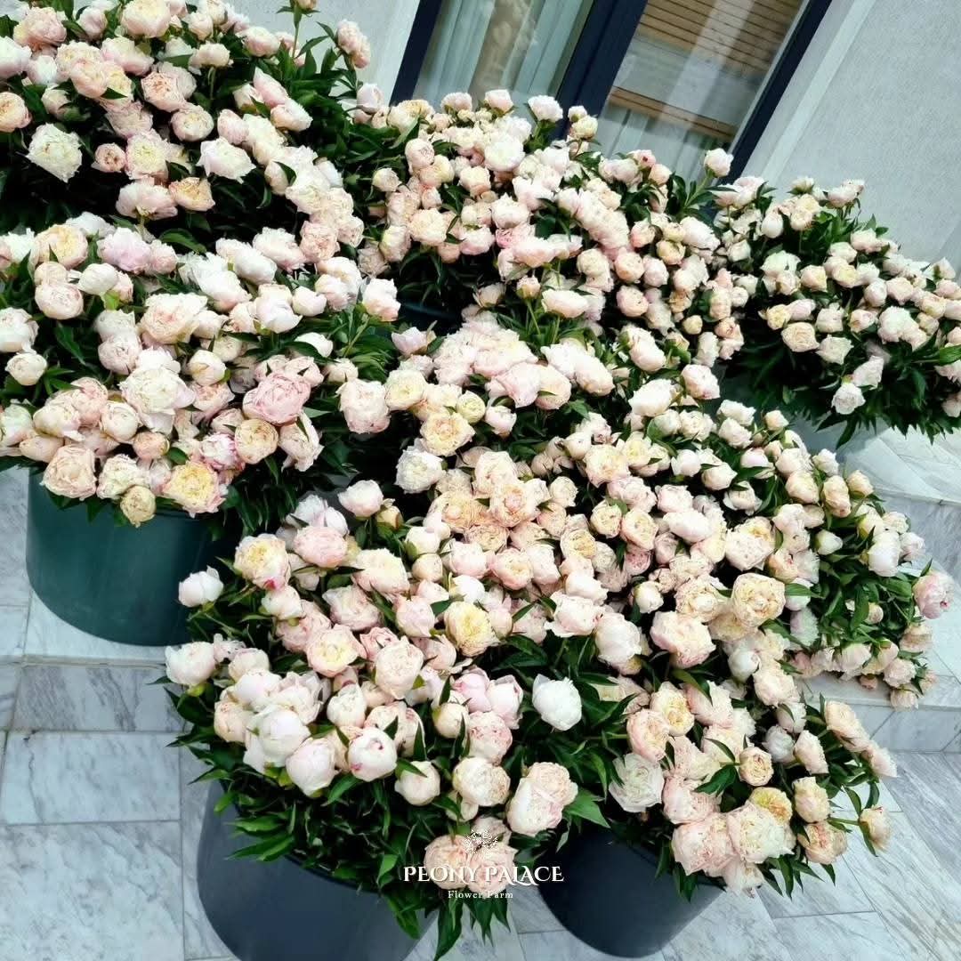 Magia bujorilor la Peony Palace: Două zile de vis printre bujori, la Mărginenii de Sus, comuna Dărmănești, județul Dâmbovița