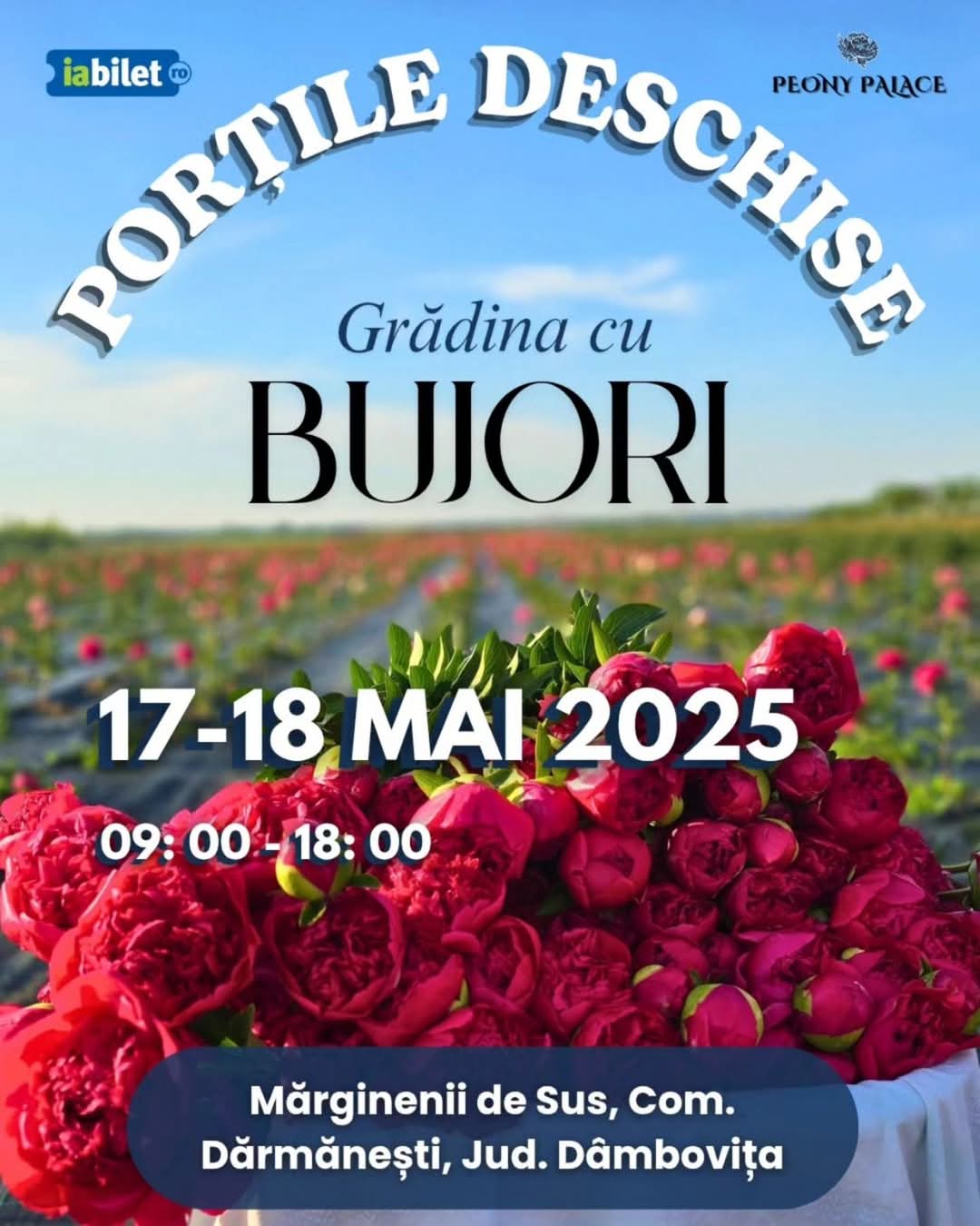 Magia bujorilor la Peony Palace: Două zile de vis printre bujori, la Mărginenii de Sus, comuna Dărmănești, județul Dâmbovița