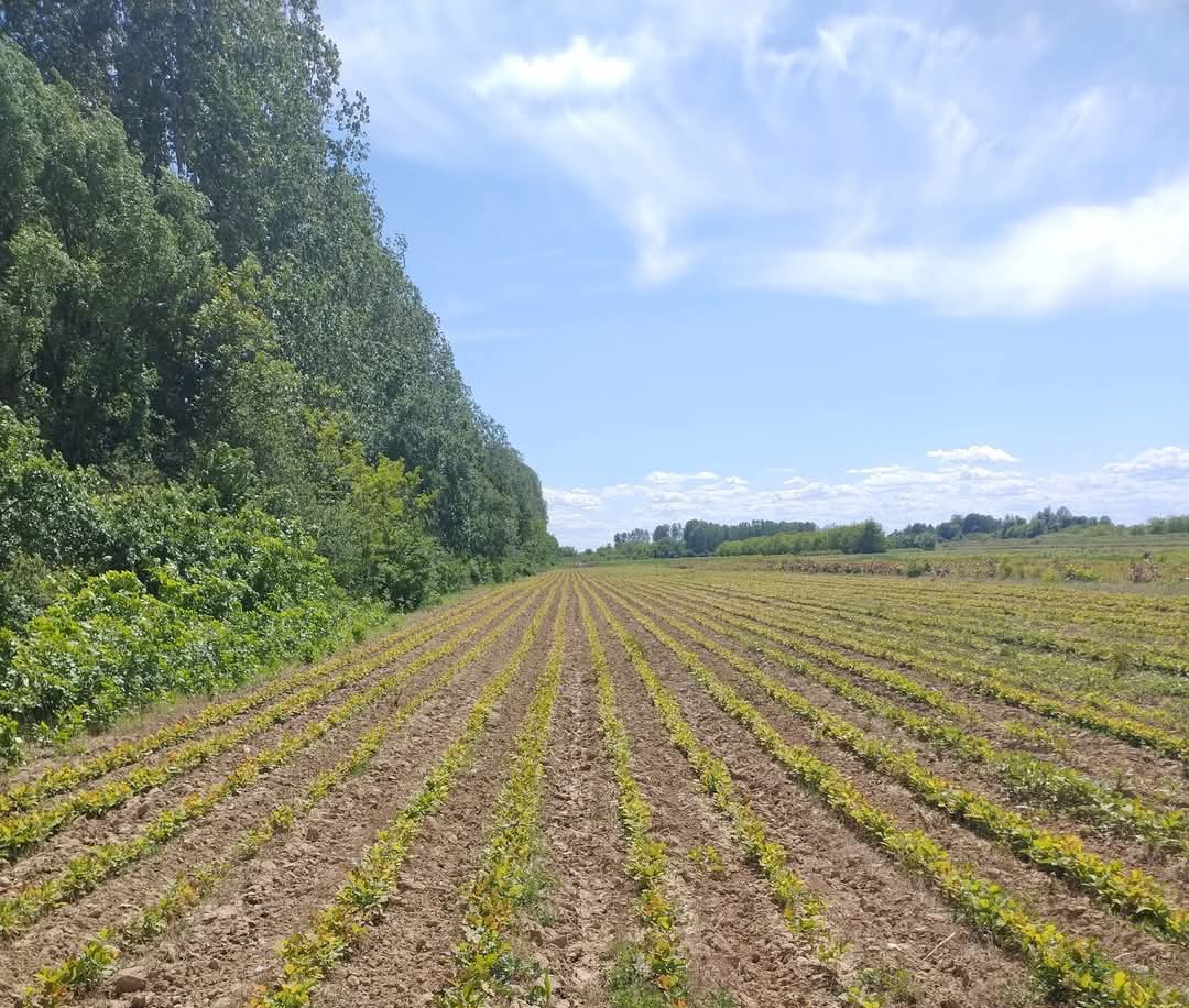 Pepiniera Găești: Viitor verde în creștere, culturile de stejar se dezvoltă promițător