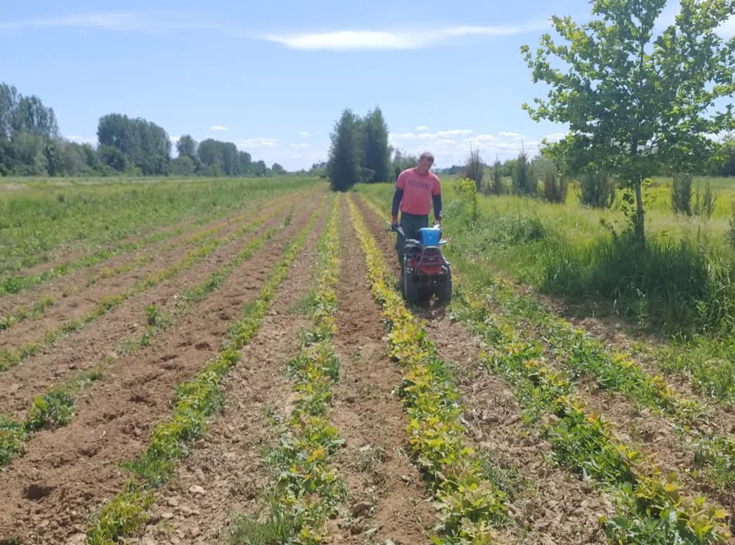 Pepiniera Găești: Viitor verde în creștere, culturile de stejar se dezvoltă promițător