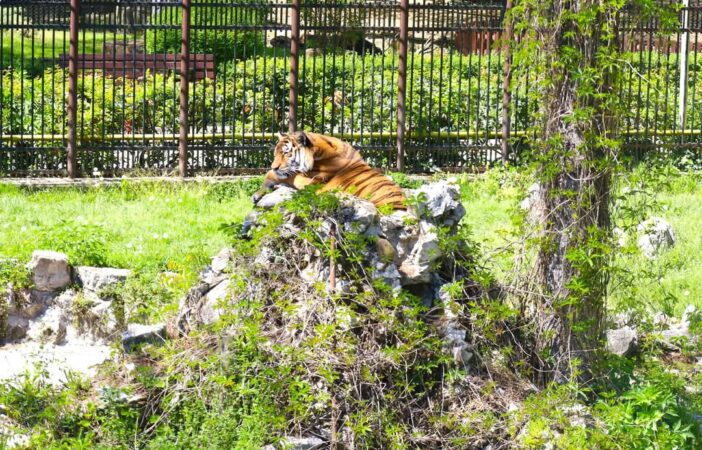 Primăvara aduce magie la Grădina Zoologică din Târgoviște: Nu ratați întâlnirea cu hipopotamul Fluturaș!