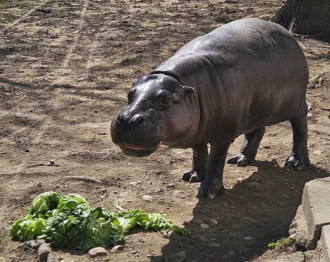 Primăvara aduce magie la Grădina Zoologică din Târgoviște: Nu ratați întâlnirea cu hipopotamul Fluturaș!