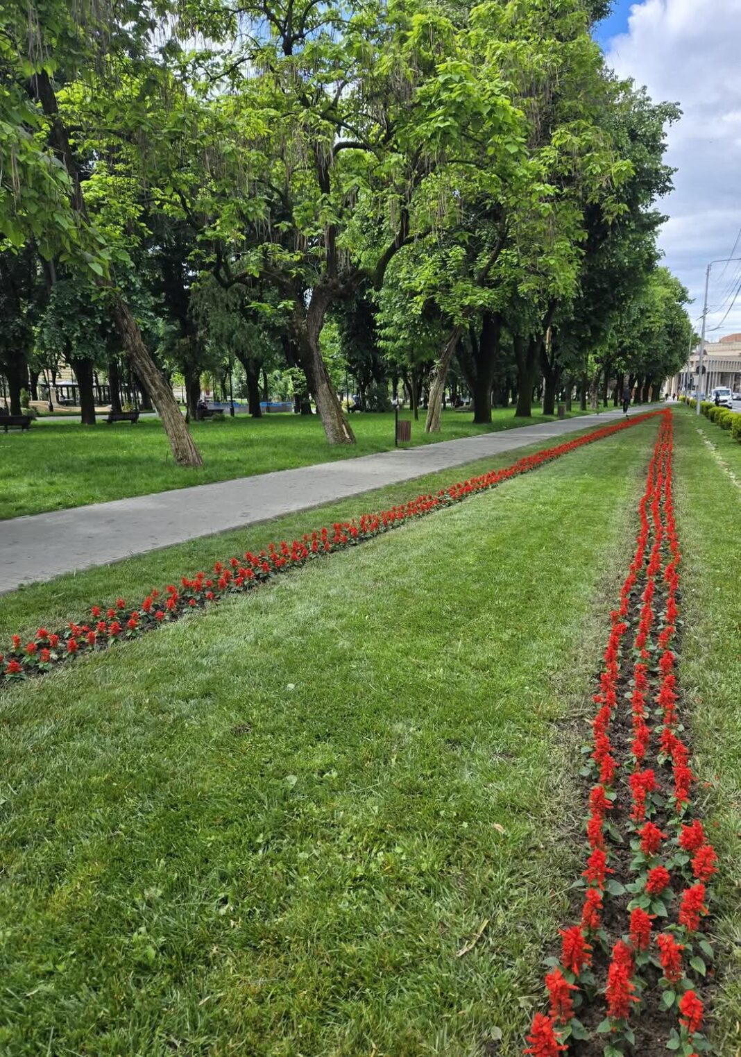 Primăvara continuă în Târgoviște: Flori proaspăt plantate în spațiile verzi ale orașului